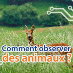 cover-techblog-article-observer-des-animaux-sauvage-foret-nature-astuces